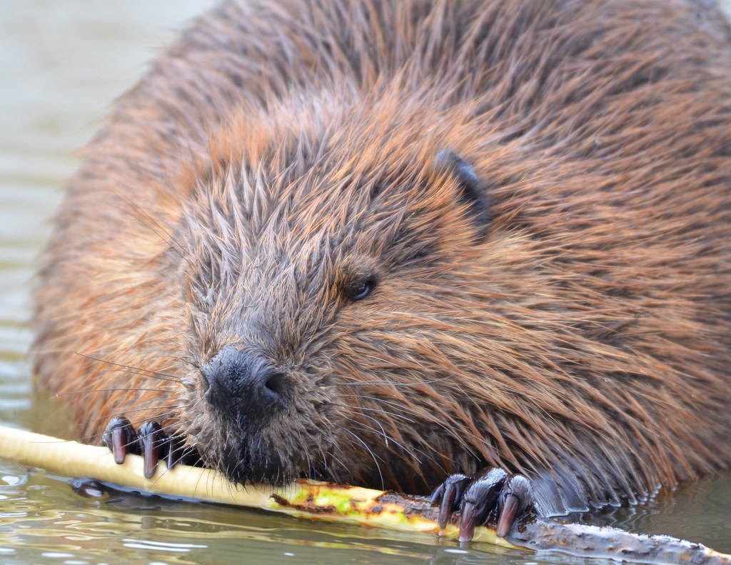 A large brown beaver gnaws a on a stick while wading in water.